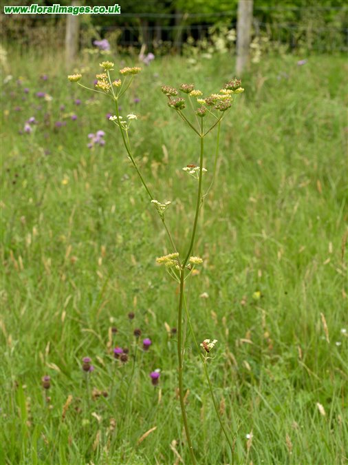 Silaum silaus