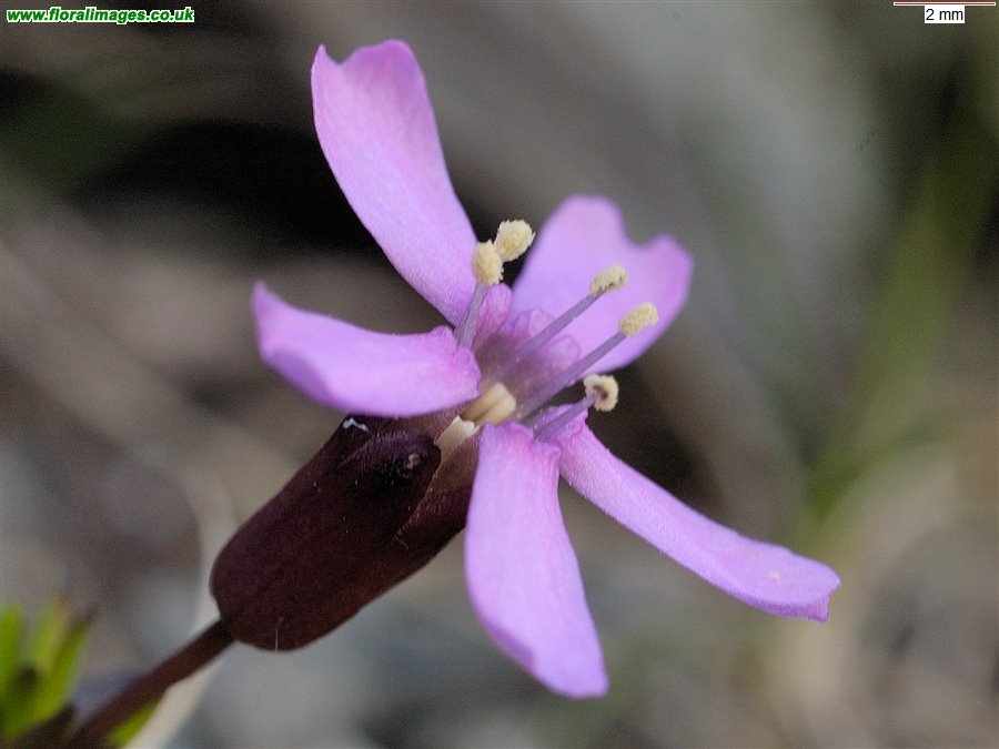 Silene acaulis