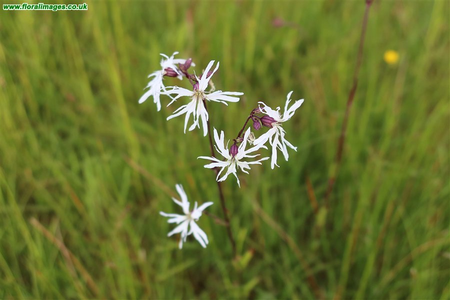 Silene flos-cuculi