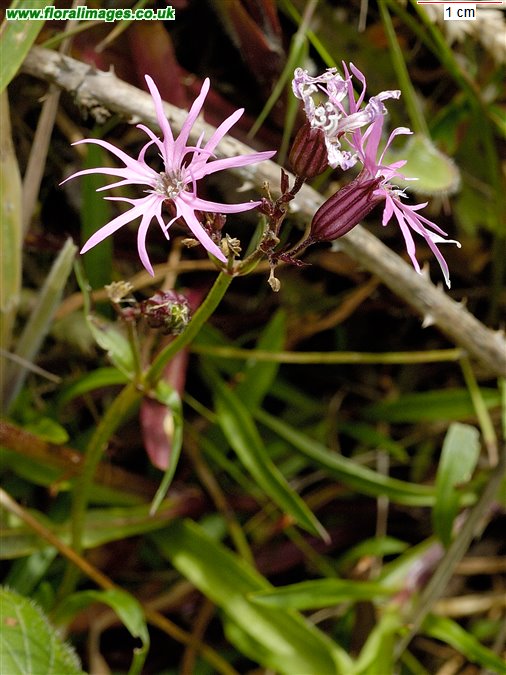 Silene flos-cuculi