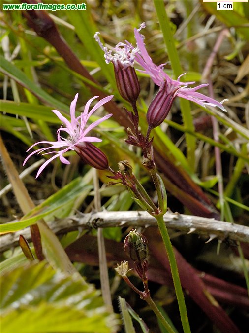 Silene flos-cuculi