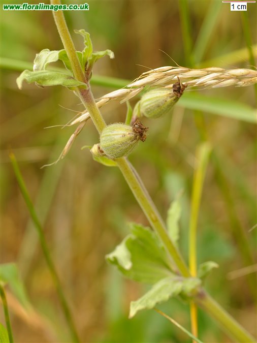 Silene noctiflora