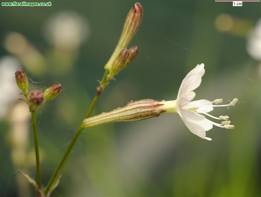 Silene nutans