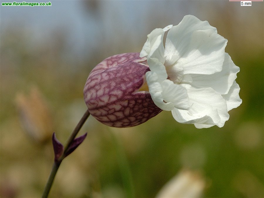 Silene uniflora