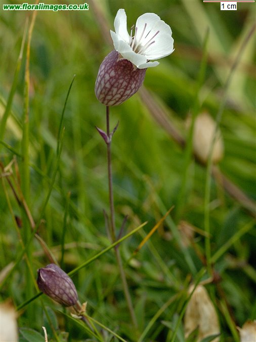 Silene uniflora
