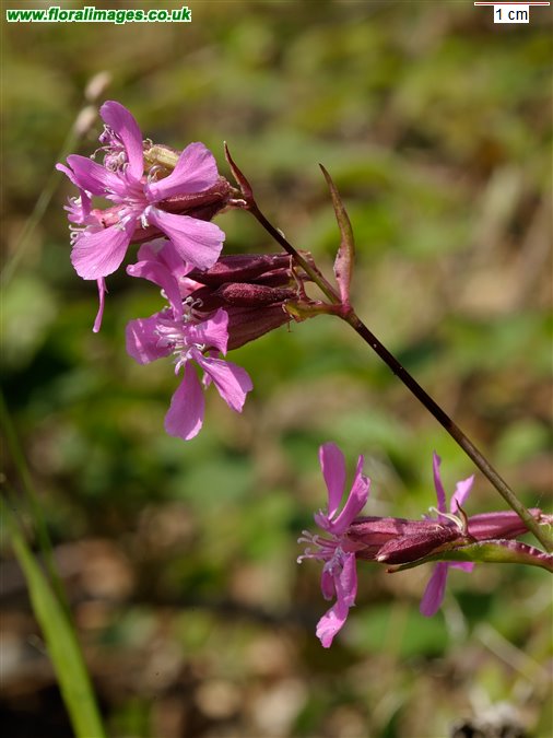 Silene viscaria