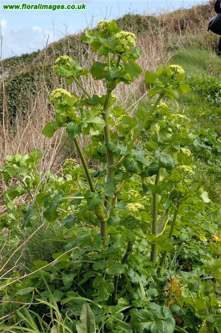 Smyrnium olusatrum