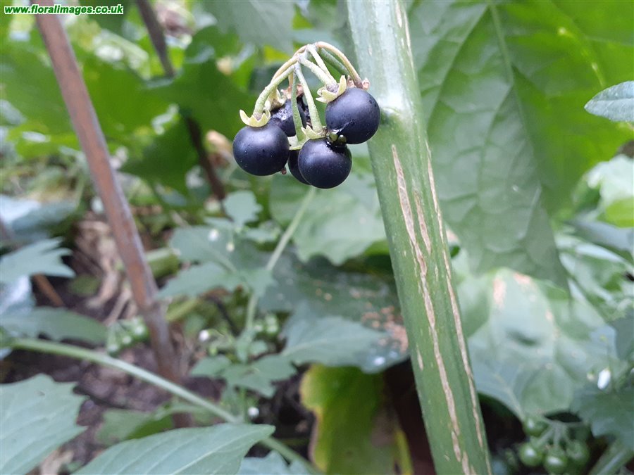 Solanum chenopodioides