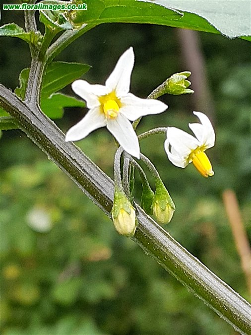 Solanum chenopodioides