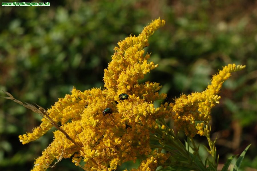 Solidago canadensis