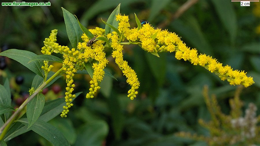 Solidago canadensis