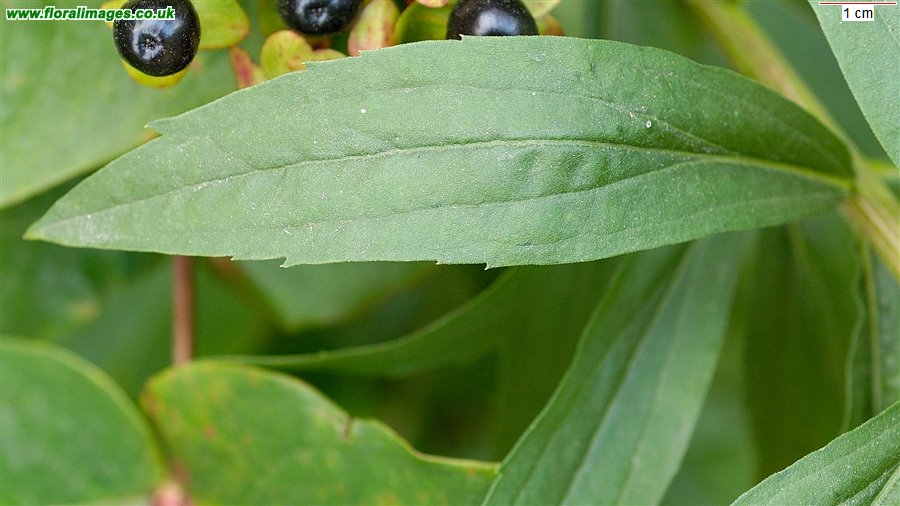 Solidago canadensis