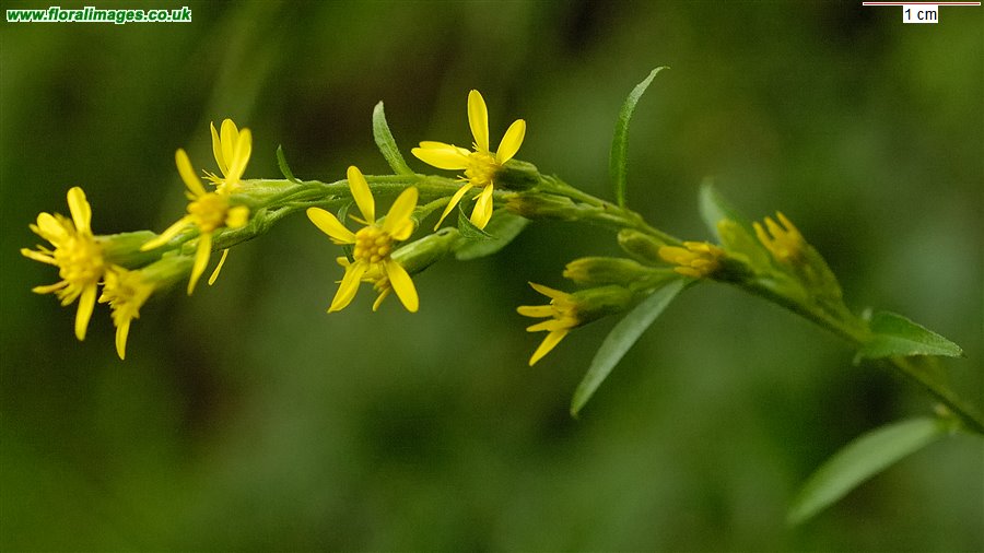 Solidago virgaurea