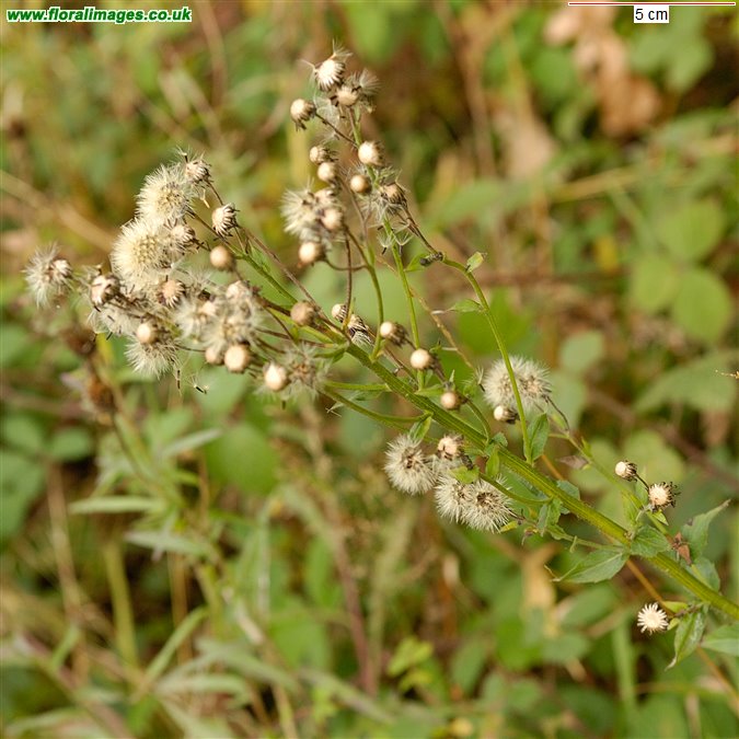 Solidago virgaurea