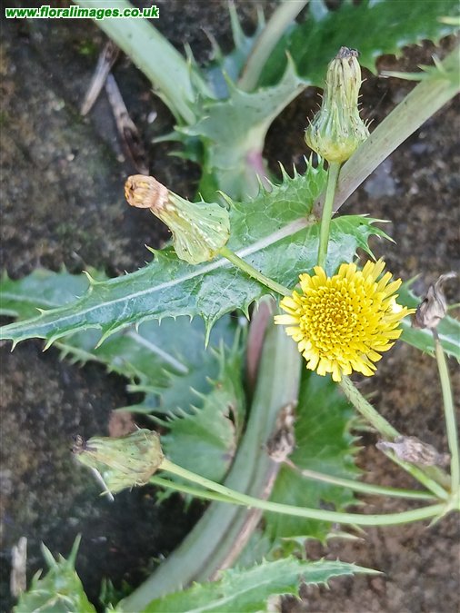 Sonchus asper