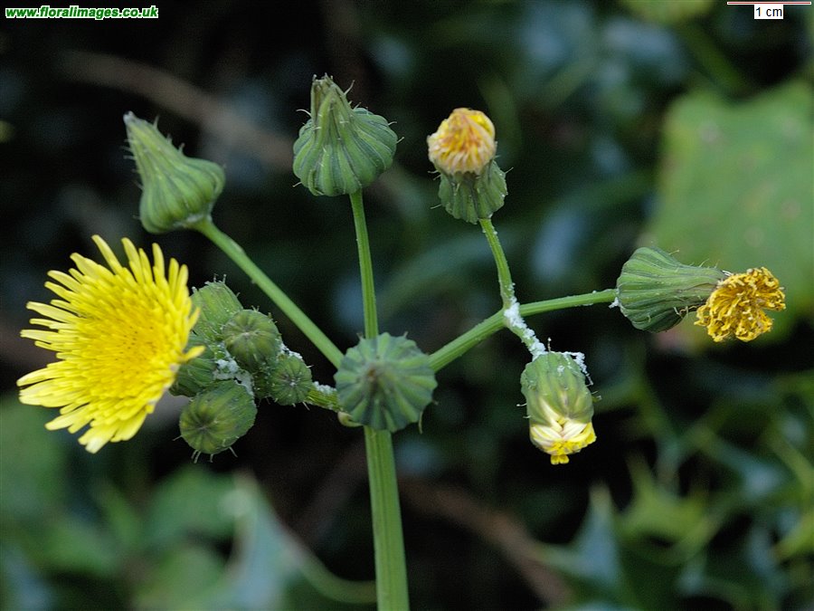 Sonchus oleraceus