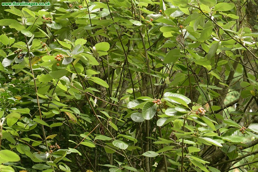 Sorbus aria