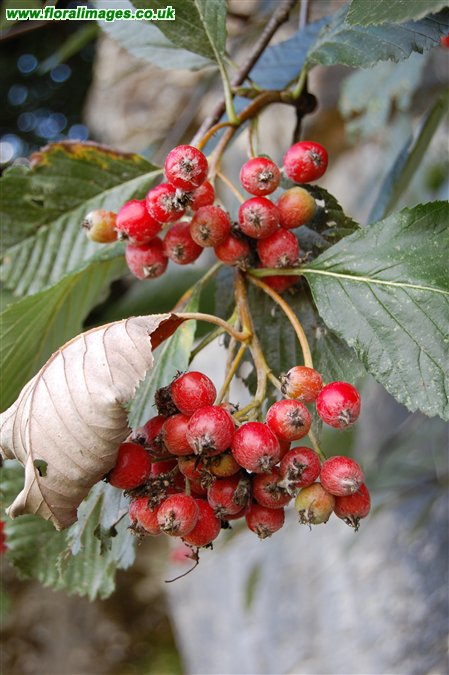 Sorbus leptophylla