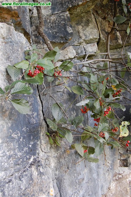 Sorbus leptophylla