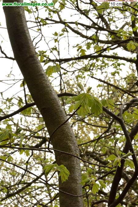 Sorbus torminalis