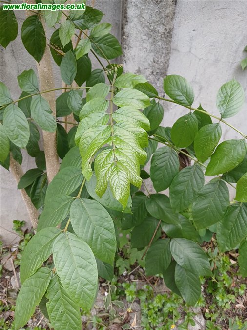 Spathodea campanulata