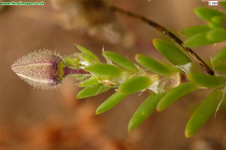 Spergularia rubra