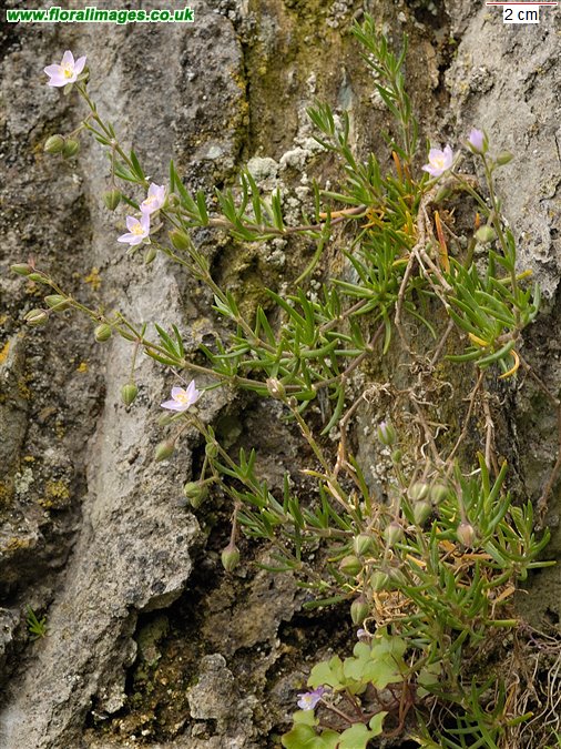Spergularia rupicola
