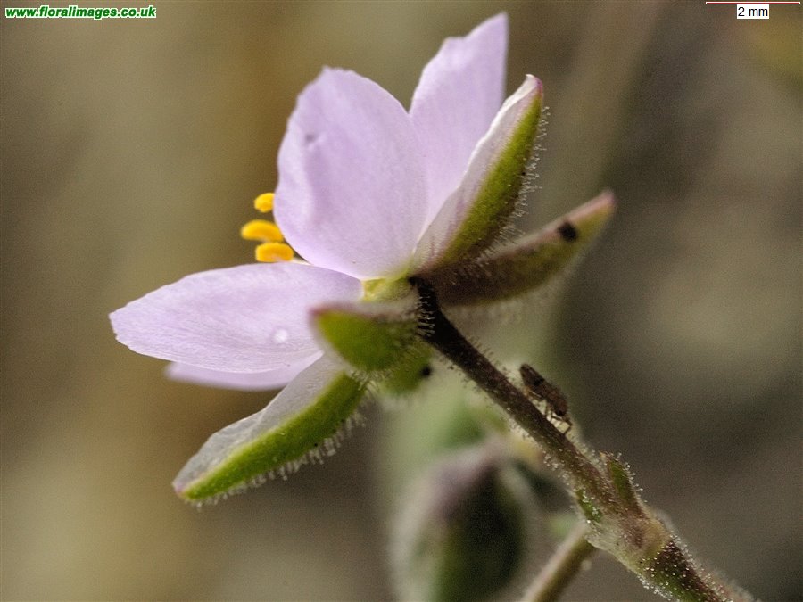 Spergularia rupicola