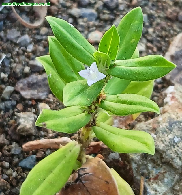 Spermacoce hispida