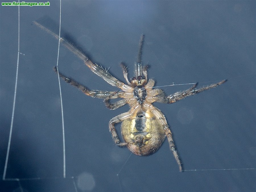 Spider