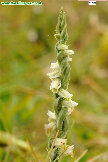 Spiranthes spiralis