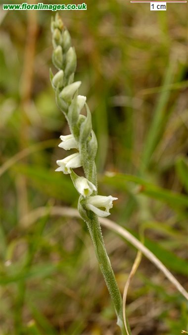 Spiranthes spiralis