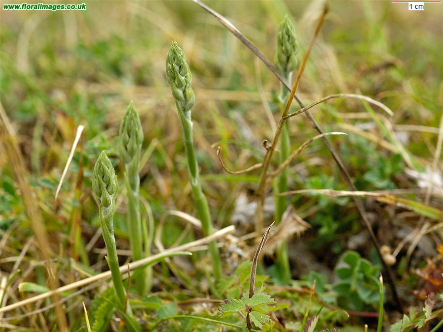 Spiranthes spiralis