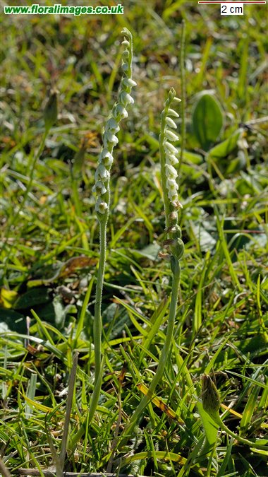 Spiranthes spiralis