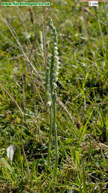 Spiranthes spiralis