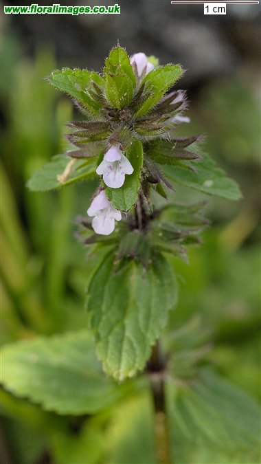Stachys arvensis