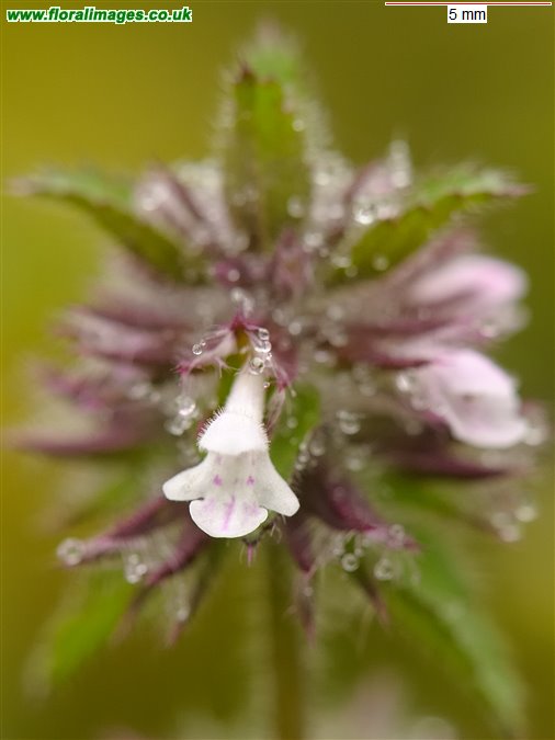 Stachys arvensis