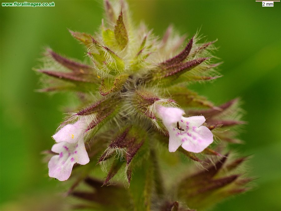 Stachys arvensis