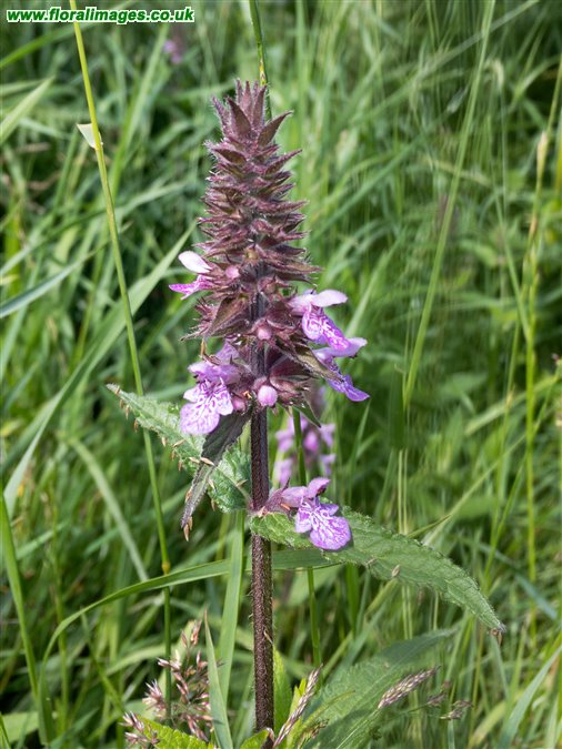 Stachys palustris
