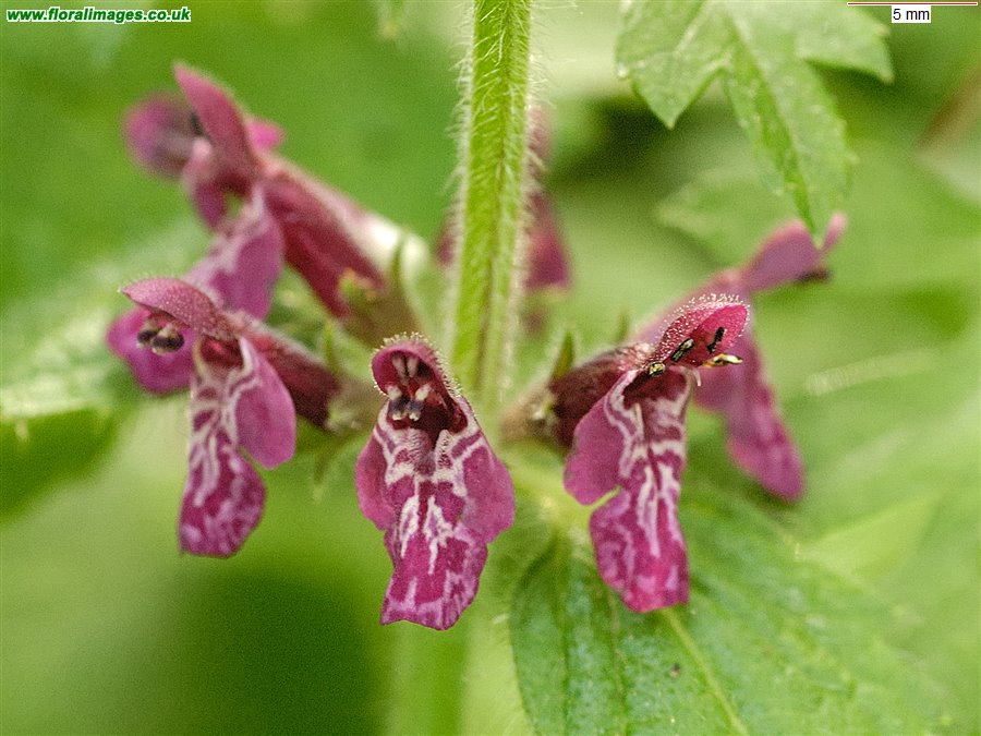 Stachys sylvatica