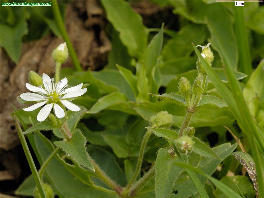 Stellaria aquatica