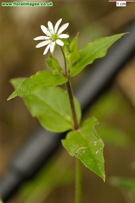 Stellaria aquatica