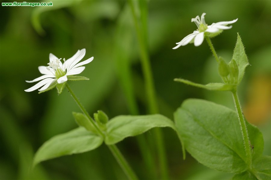 Stellaria aquatica