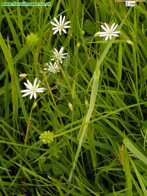 Stellaria graminea