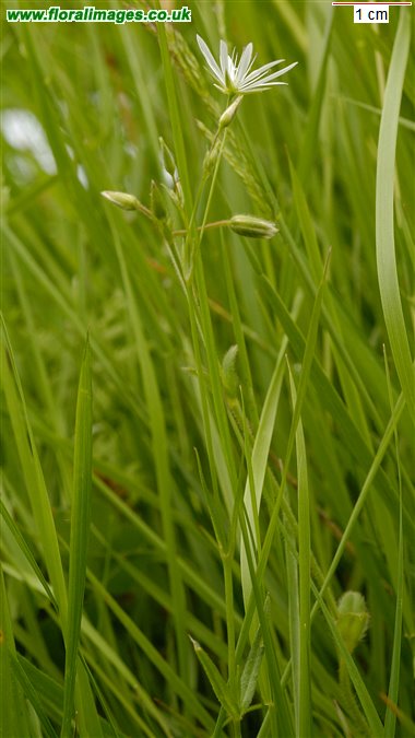 Stellaria graminea