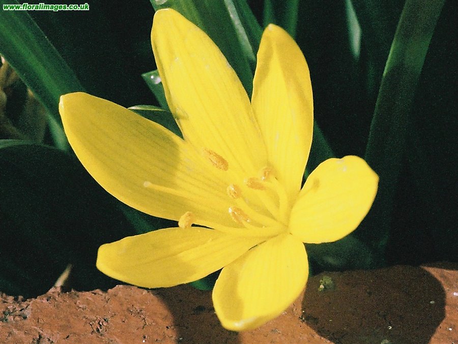 Sternbergia lutea