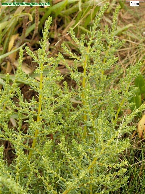 Suaeda maritima