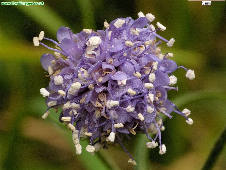 Succisa pratensis