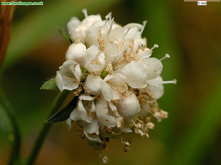 Succisa pratensis