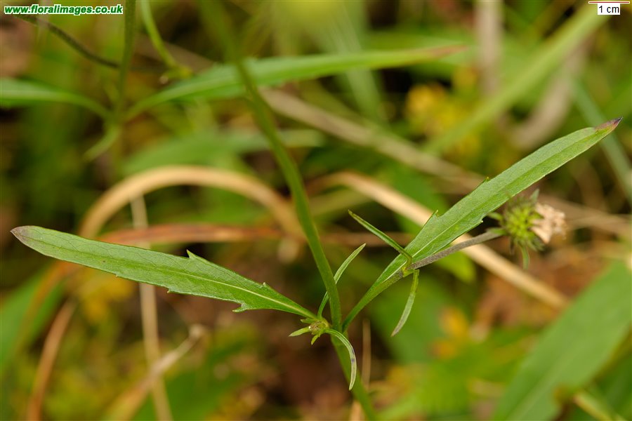 Succisa pratensis